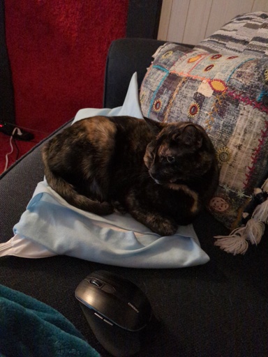 tortoise shell cat on blue couch